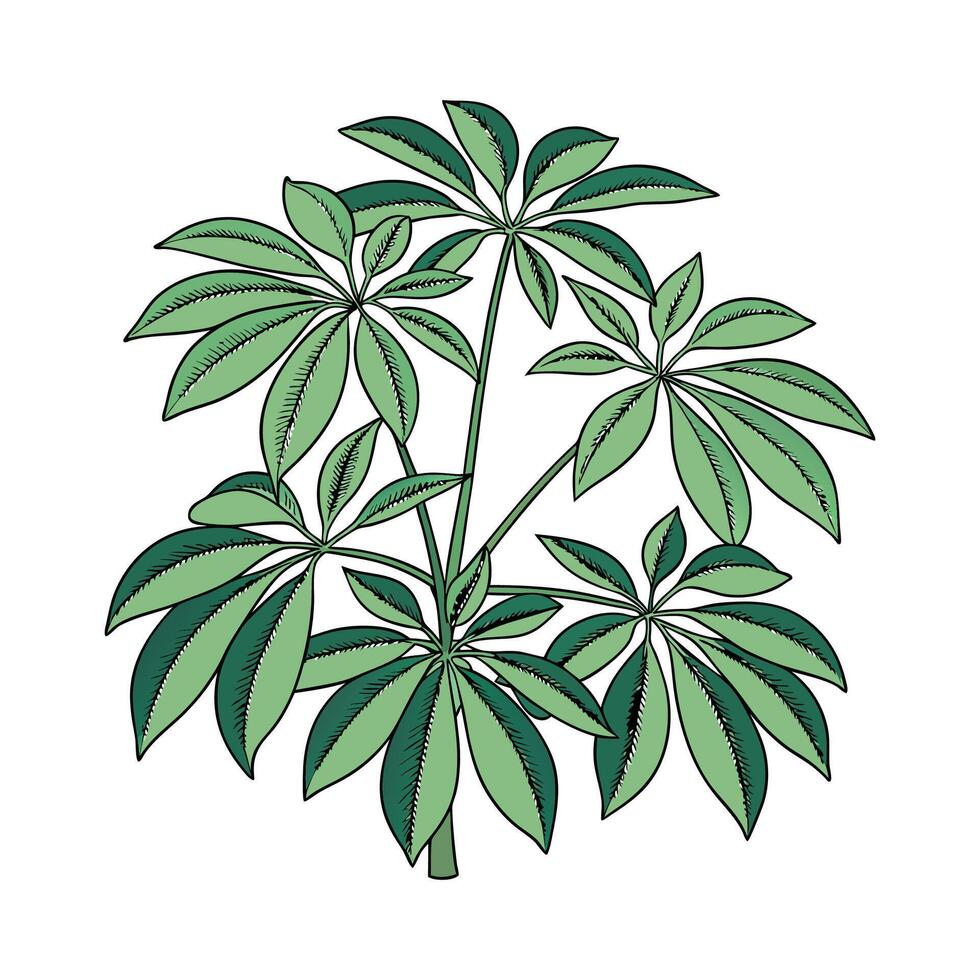 Charming Schefflera Plant Display on Bright vector