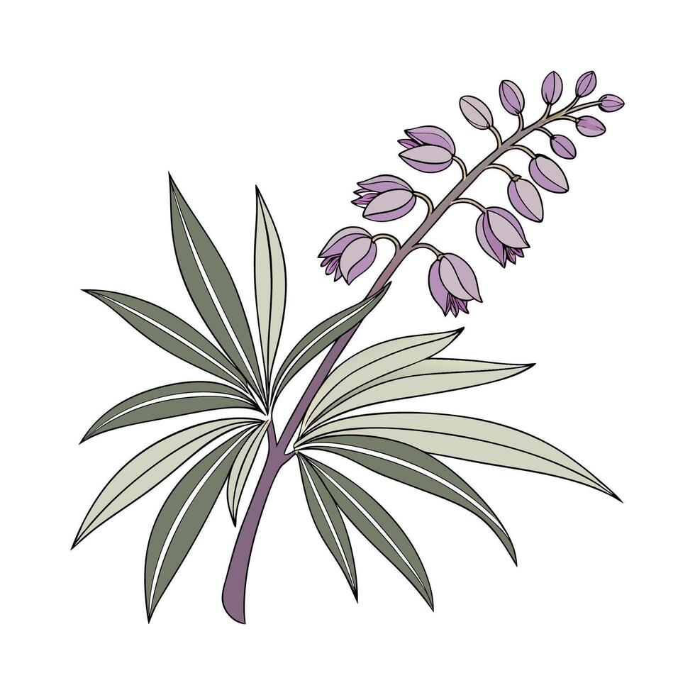 Beautiful Rhoeo Plant on Clean White vector