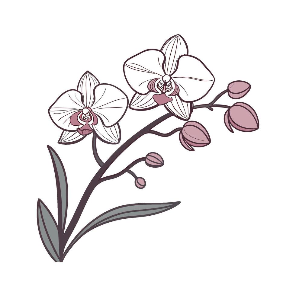 Charming Vanda Orchid in Bright Space vector
