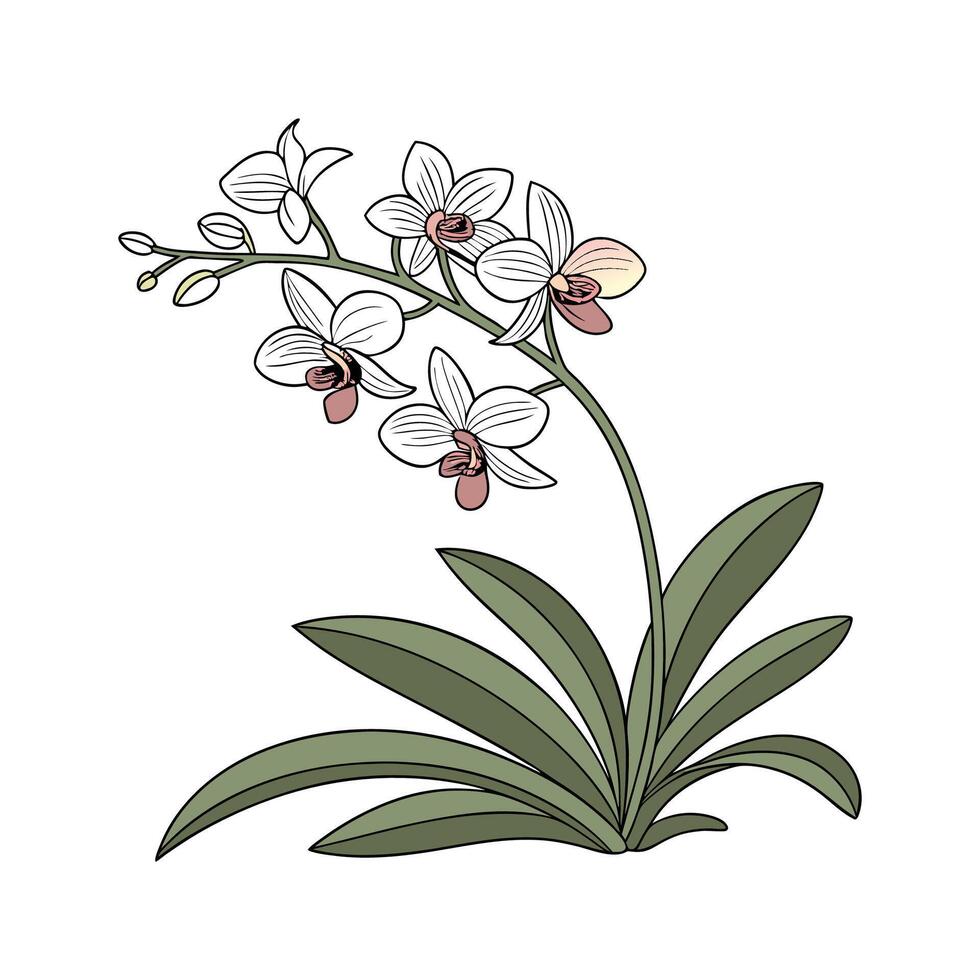 Stylish Vanda Orchid Display on Bright vector
