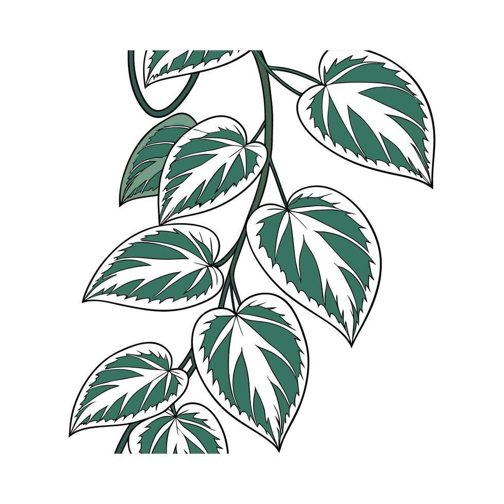 Beautiful Variegated Hoya on Clean White vector