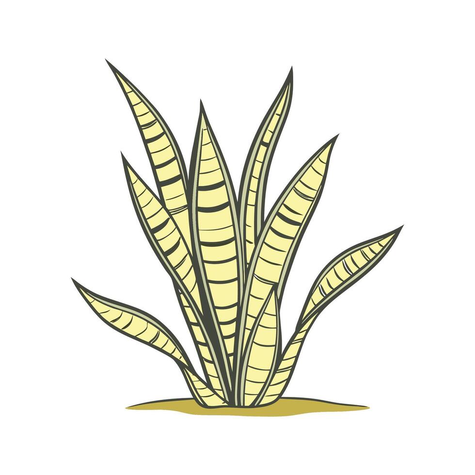 Elegant Variegated Snake Plant in Bright vector