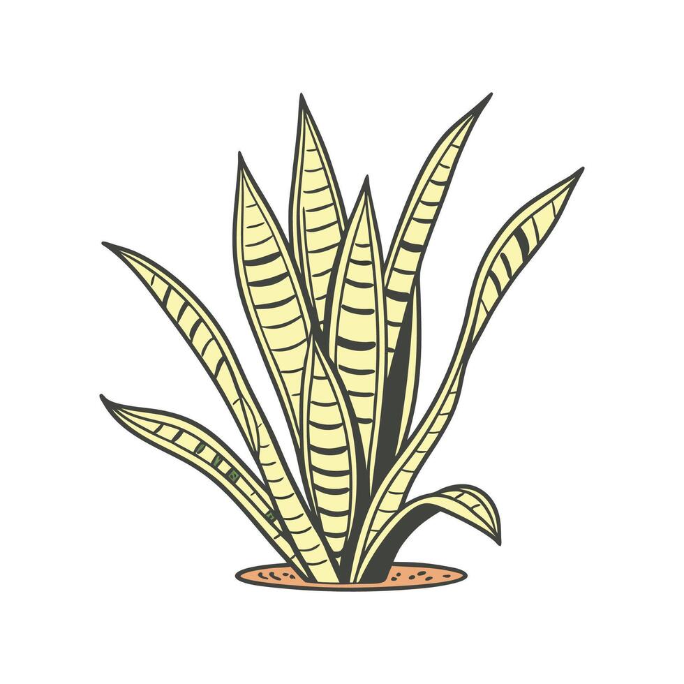 Stylish Variegated Snake Plant Display vector
