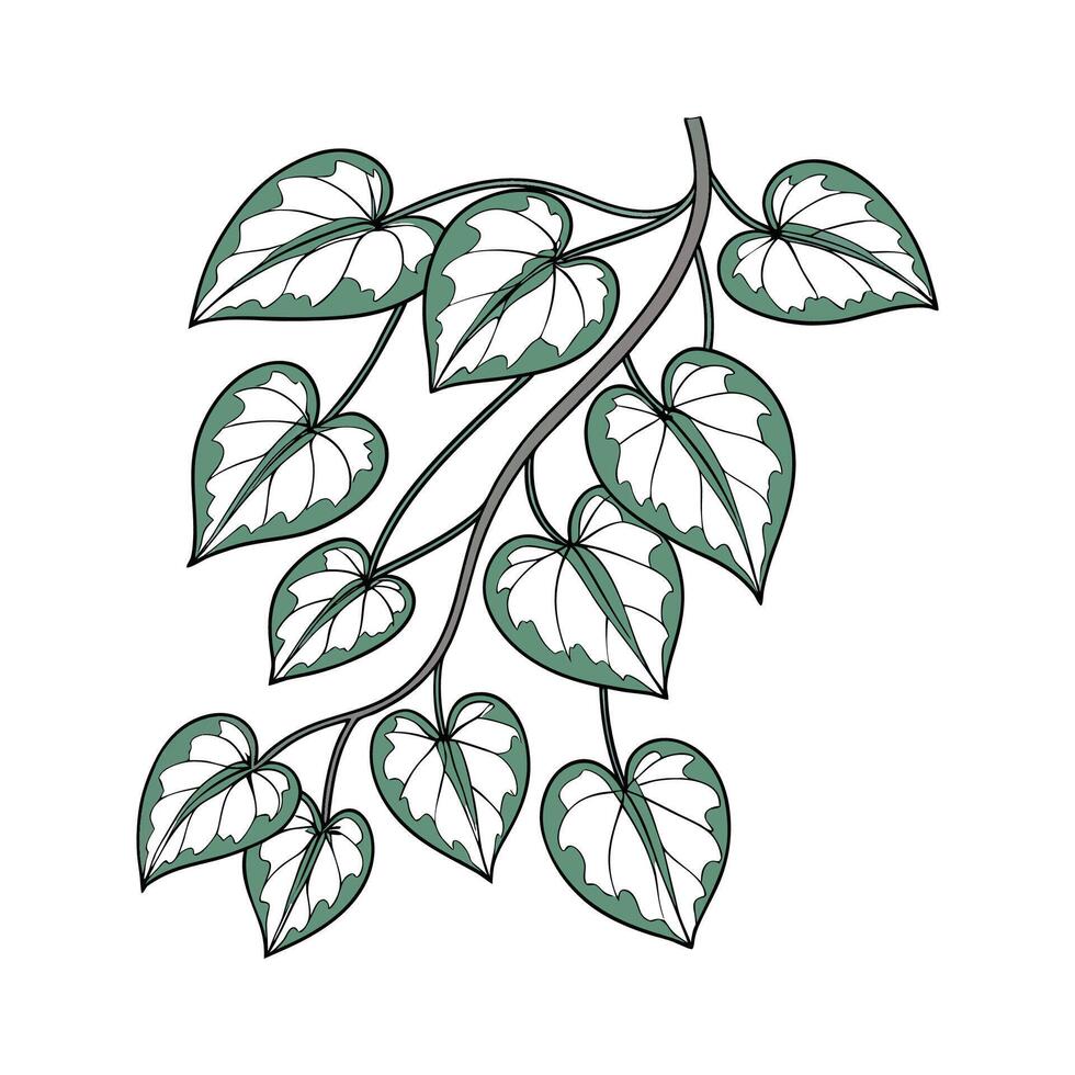 Beautiful Variegated String of Hearts Display vector