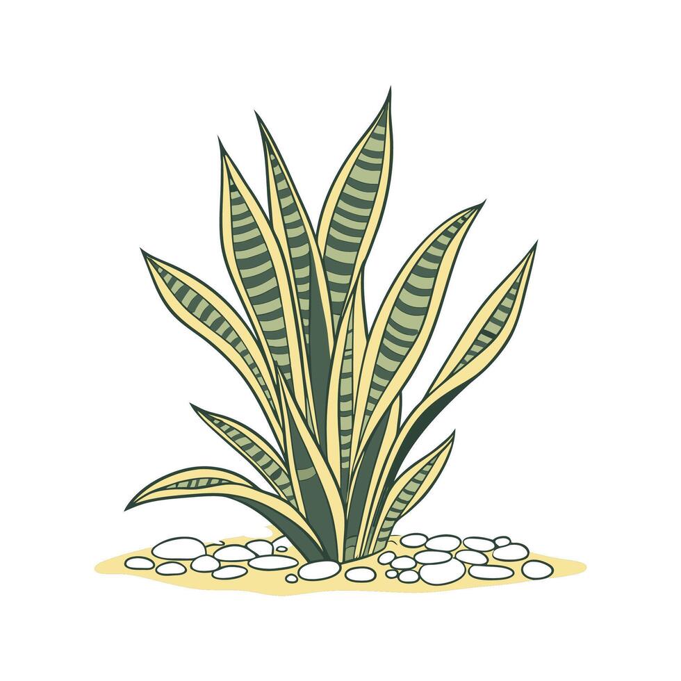 Beautiful Variegated Snake Plant on Clean White vector