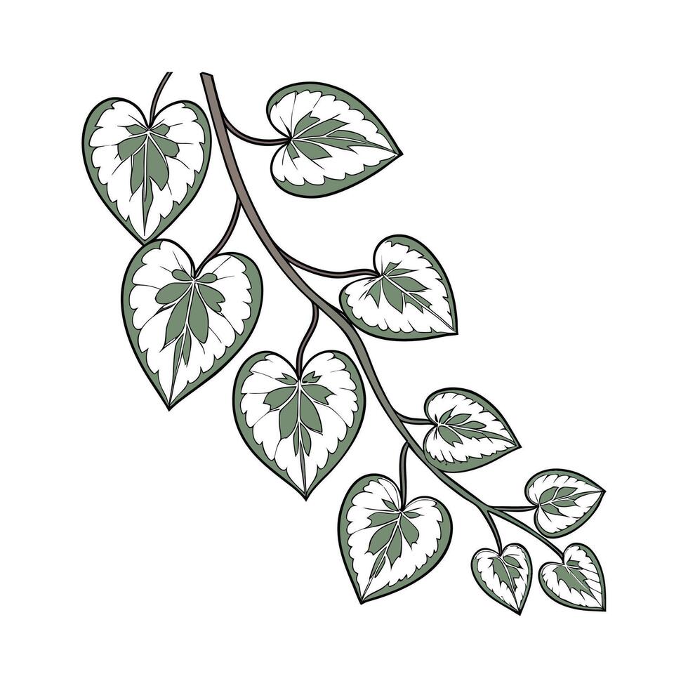 Variegated String of Hearts Plant Illustration vector