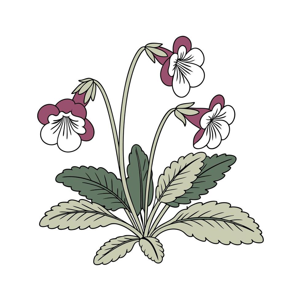 Luxurious Velvet Plant Calceolaria Illustration vector