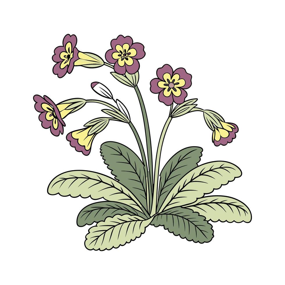 Gorgeous Velvet Plant Calceolaria Design vector