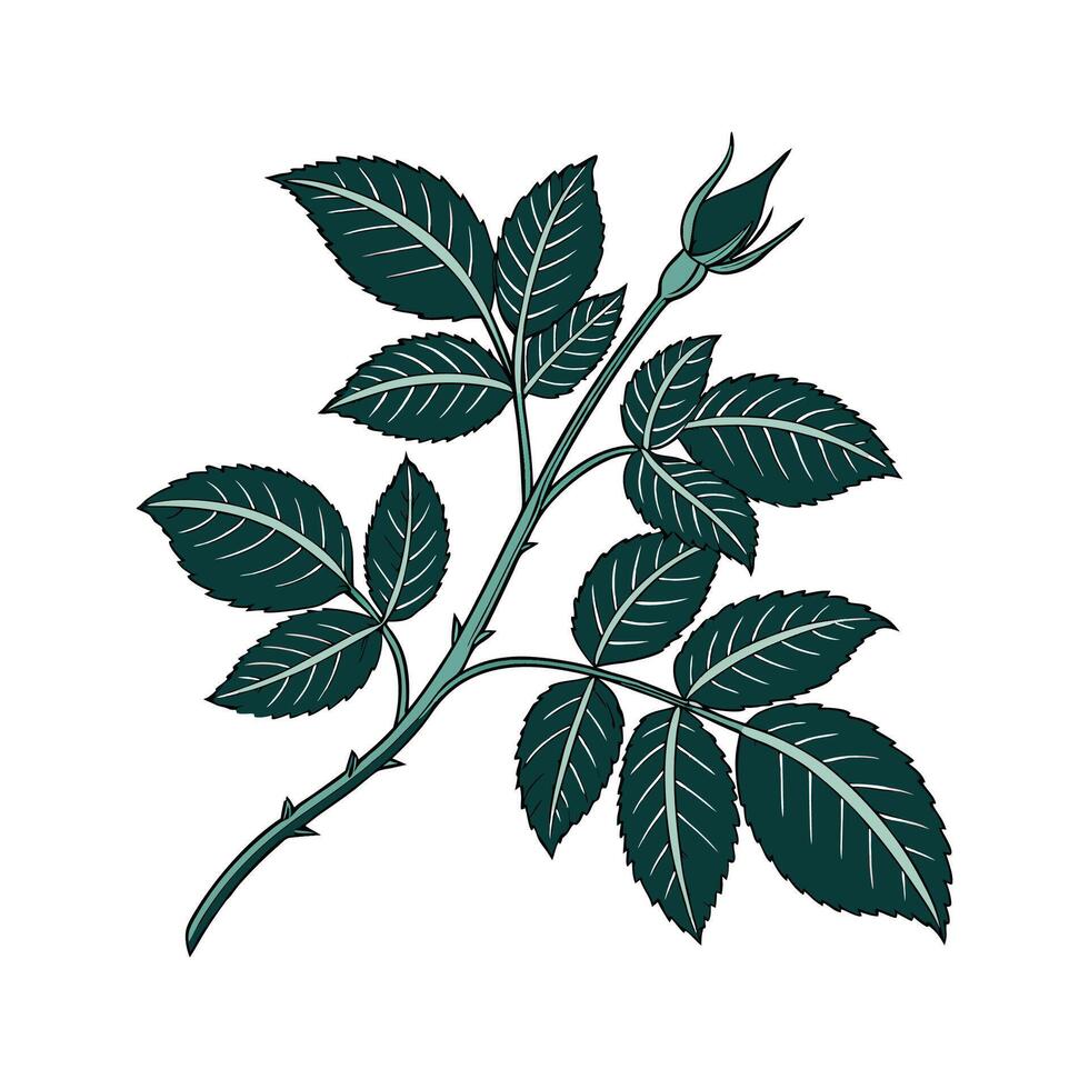 Charming Velvet Plant on Clean White vector