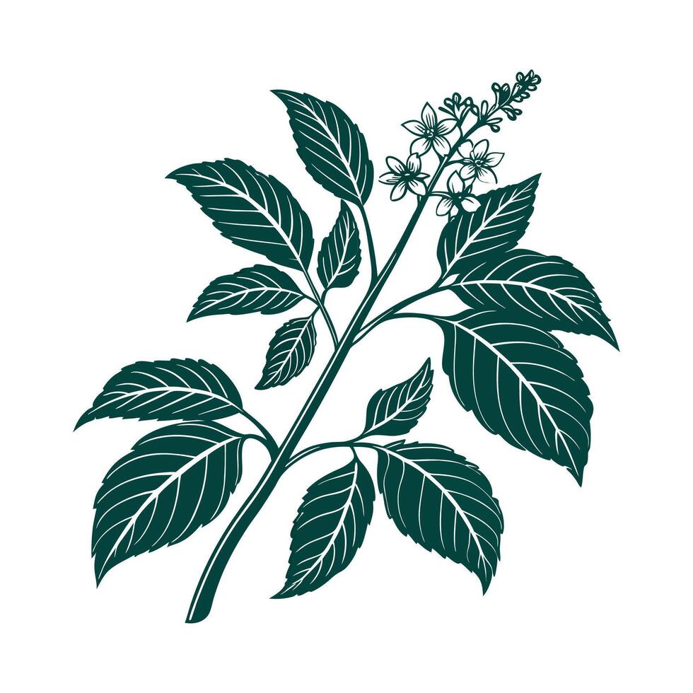 Charming Velvet Plant on White Background vector