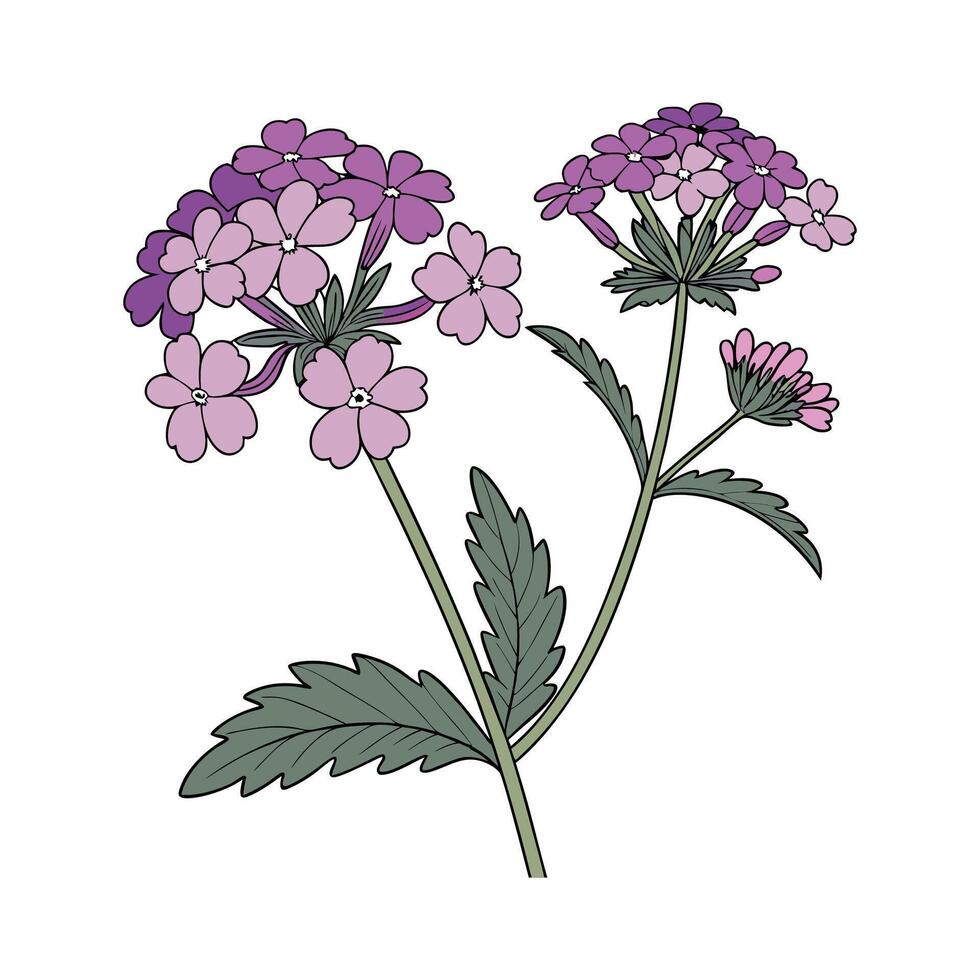 Charming Verbena on Clean White vector