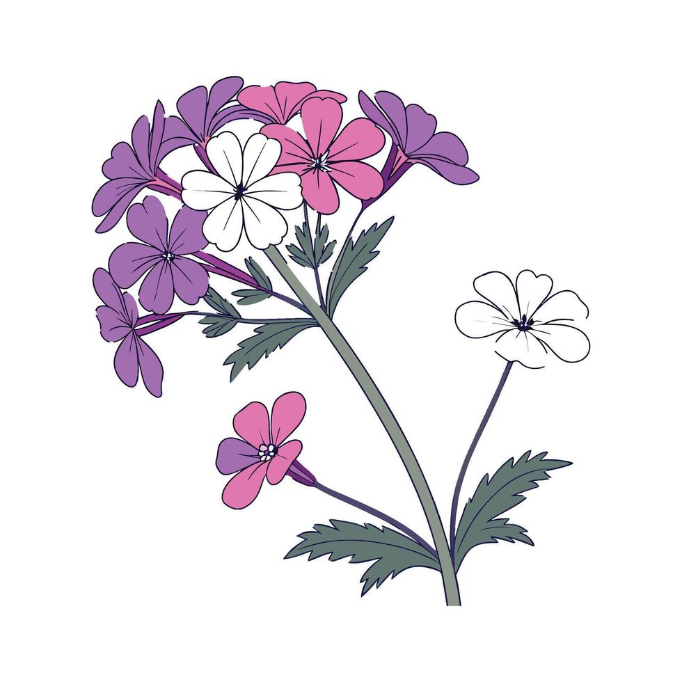 Elegant Verbena in Bright Space vector