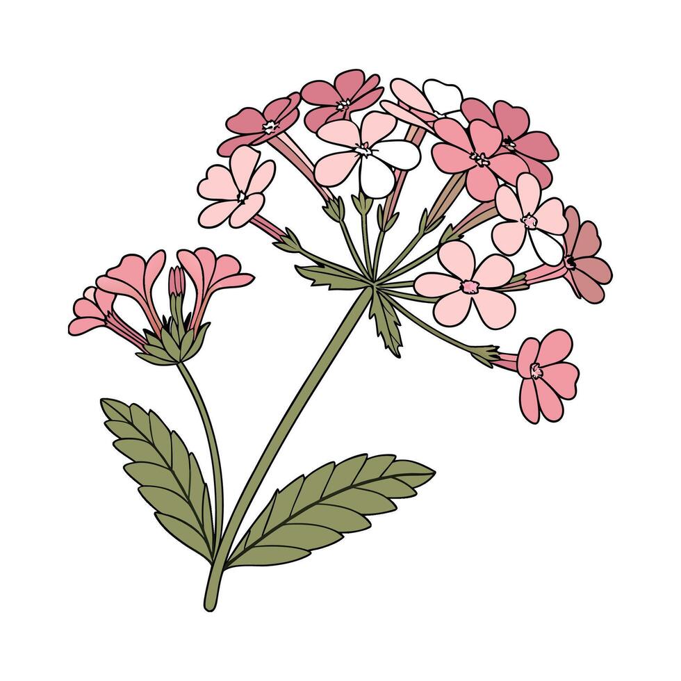 Beautiful Verbena on Clean White vector