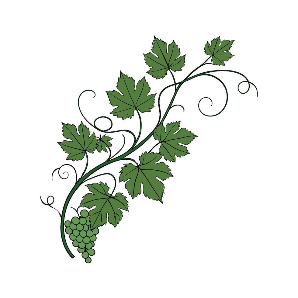 Charming Vine Plant on Clean White vector