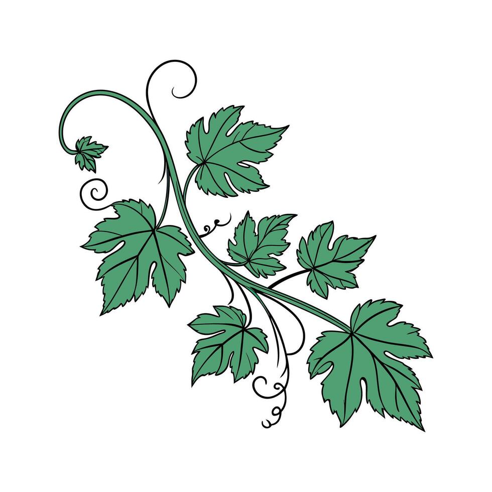 Beautiful Vine Plant on Clean White vector