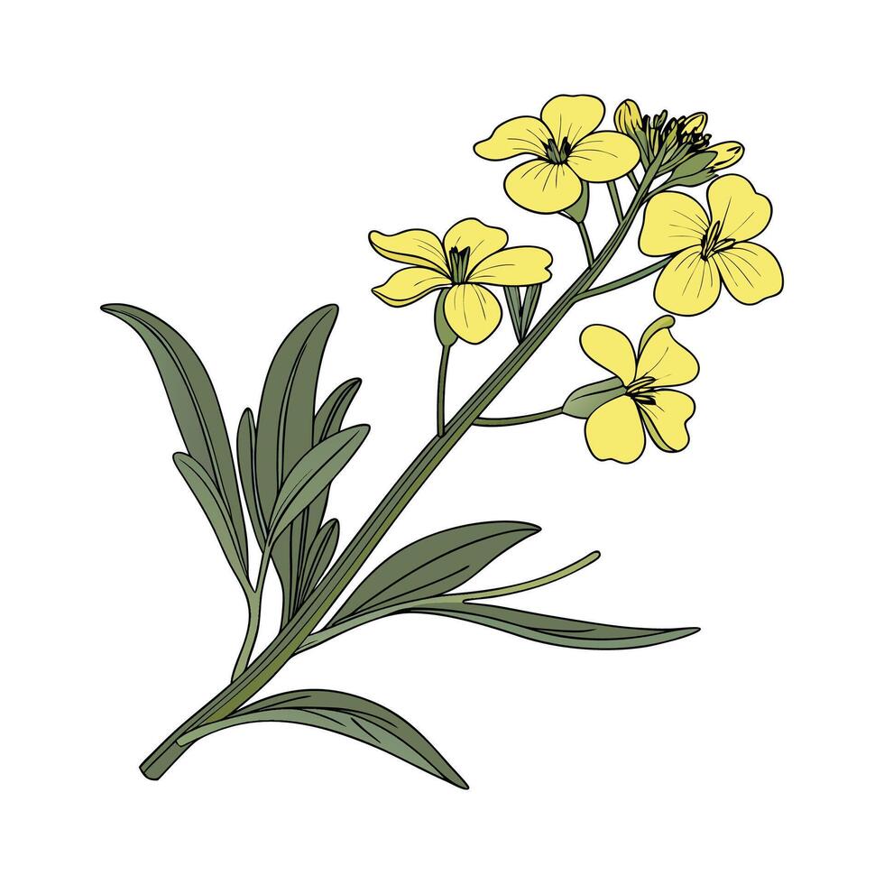 Charming Wallflower Erysimum on Clean White vector