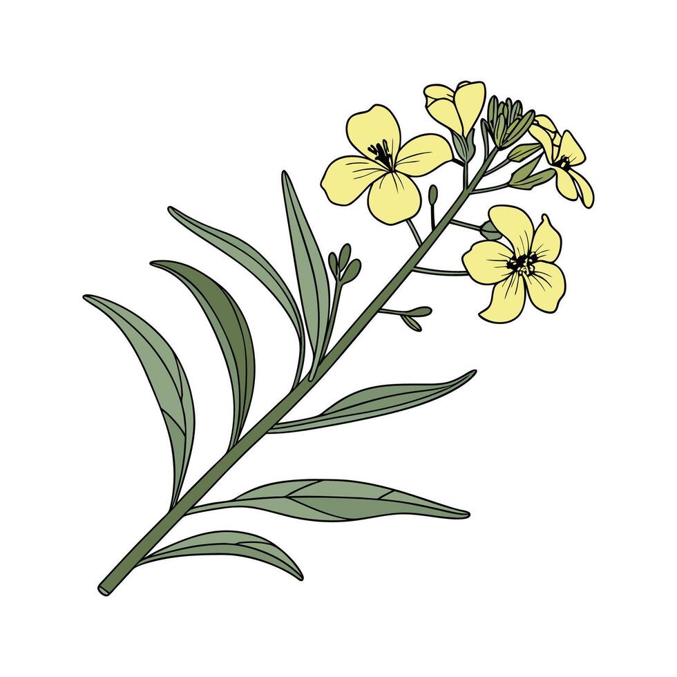 Stylish Wallflower Erysimum Display on Bright vector