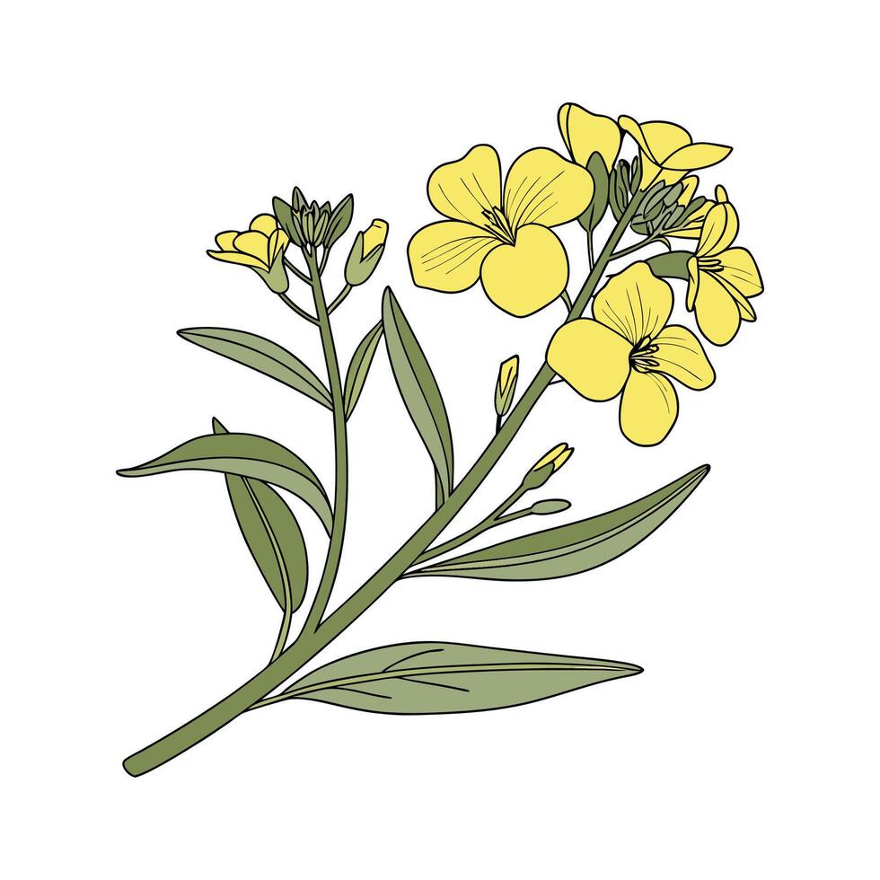 Beautiful Wallflower Erysimum on Clean White vector