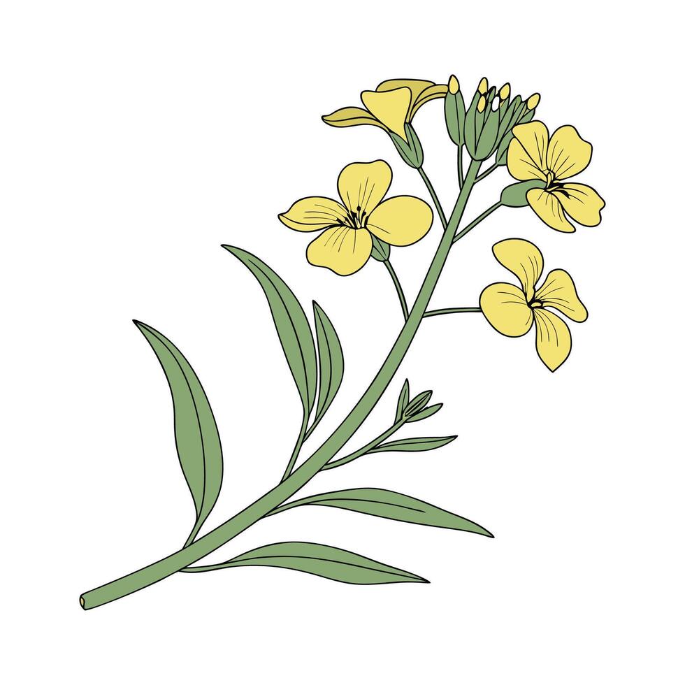 Elegant Wallflower Erysimum in Bright Space vector