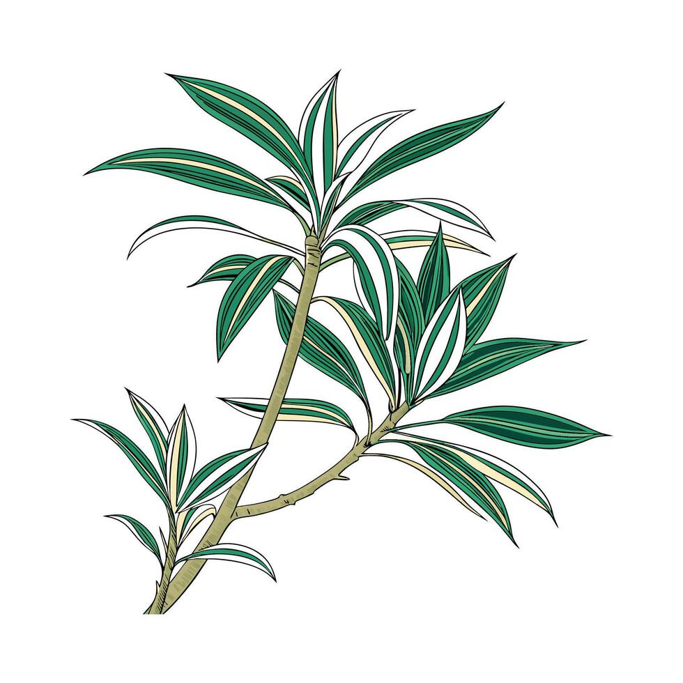 Stylish Warneckii Dracaena Display on Bright vector