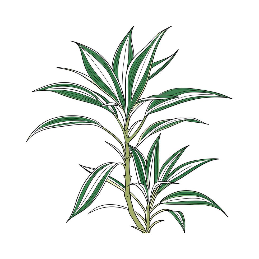Beautiful Warneckii Dracaena on Clean White vector