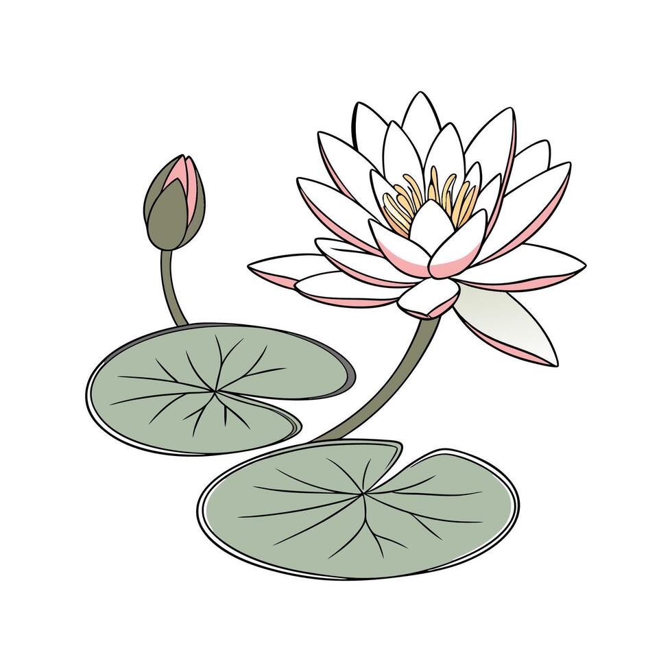 Charming Water Lily Nymphaea on Clean White vector