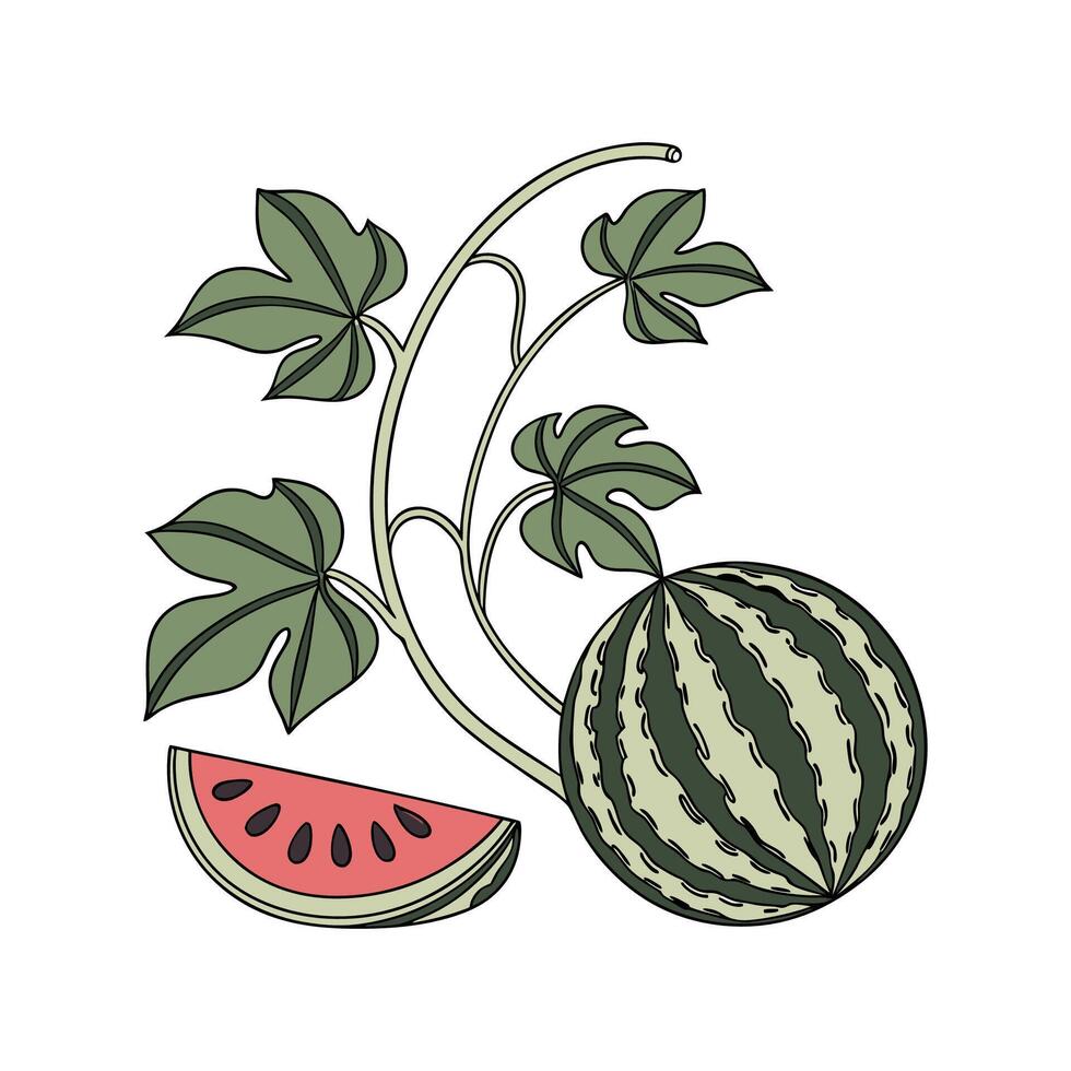 Charming Watermelon Peperomia Display vector