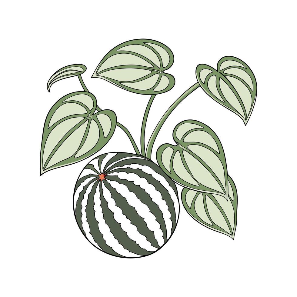 Elegant Watermelon Peperomia in Bright Space vector