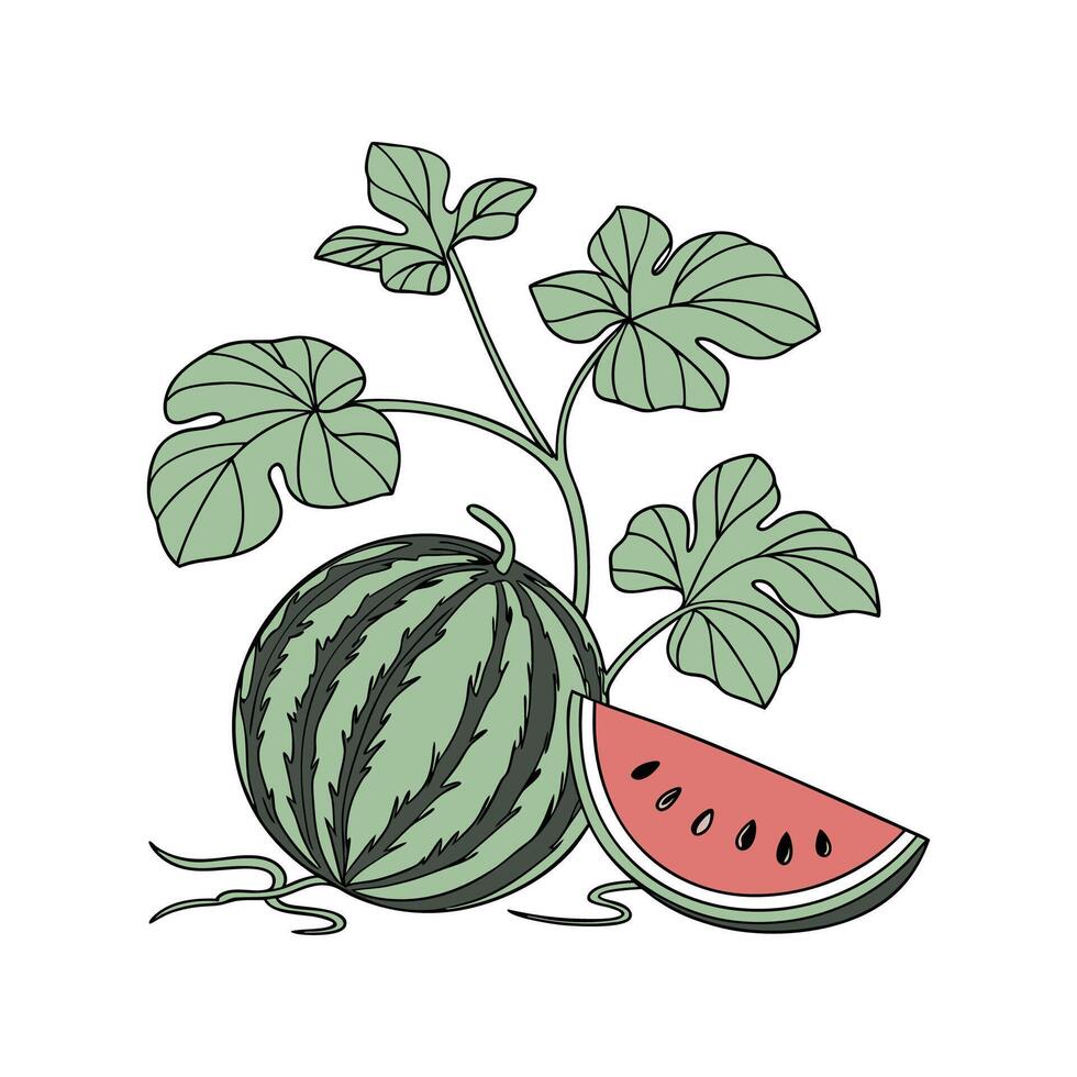 Watermelon Peperomia on White Background vector