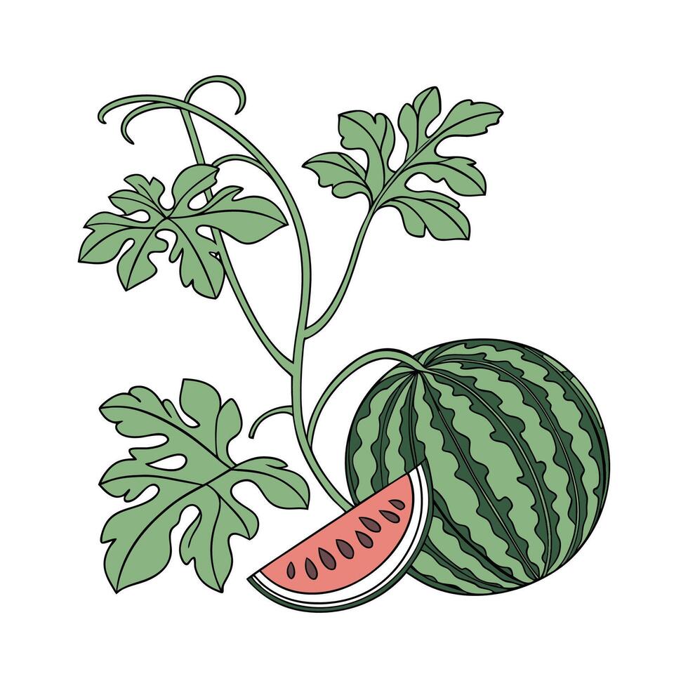 Charming Watermelon Plant on Clean White vector