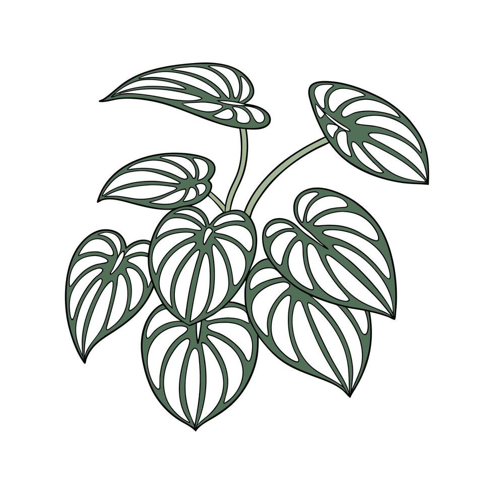 Beautiful Watermelon Peperomia Display on Bright vector
