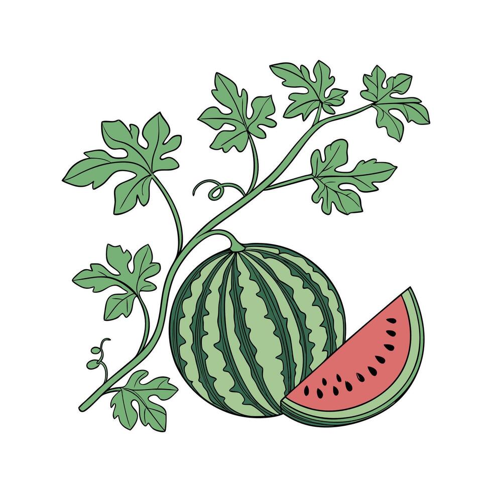 Watermelon Peperomia Plant on White Background vector