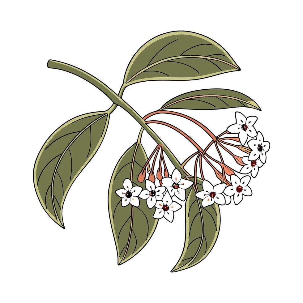Hoya Wax Plant Displayed on White Background vector