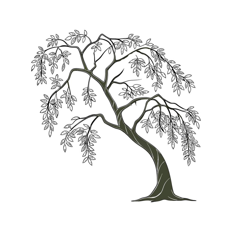 Ficus Benjamina on White Background vector