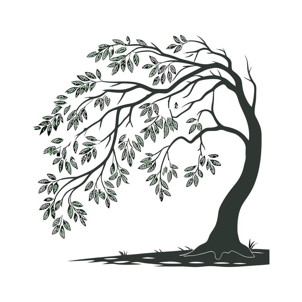 Weeping Fig Ficus on White Background vector