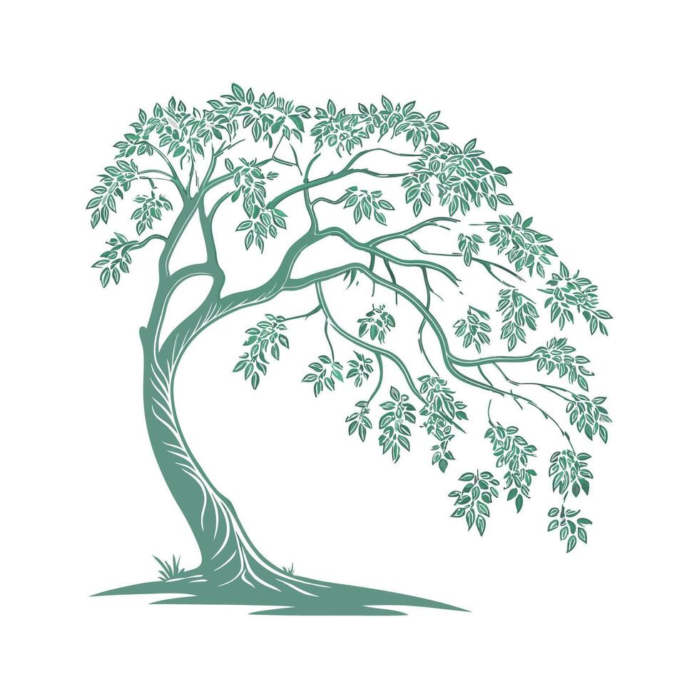 Ficus Benjamina Weeping Fig on White Background vector