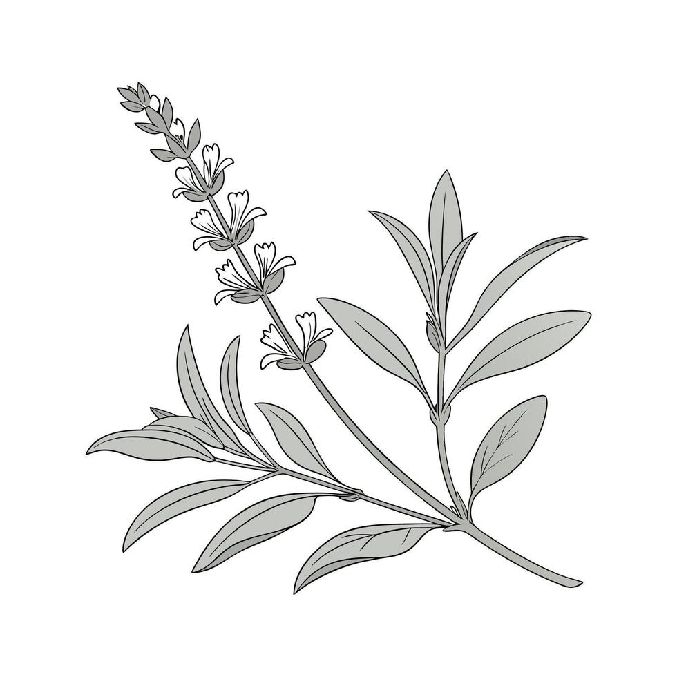 White Sage Salvia Apiana on White Background vector