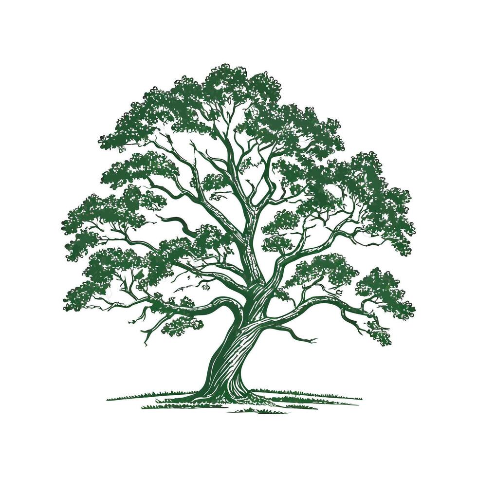 White Oak Quercus on White Background vector