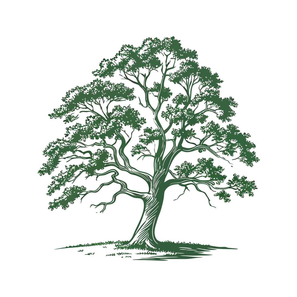 White Oak Tree on White Background vector