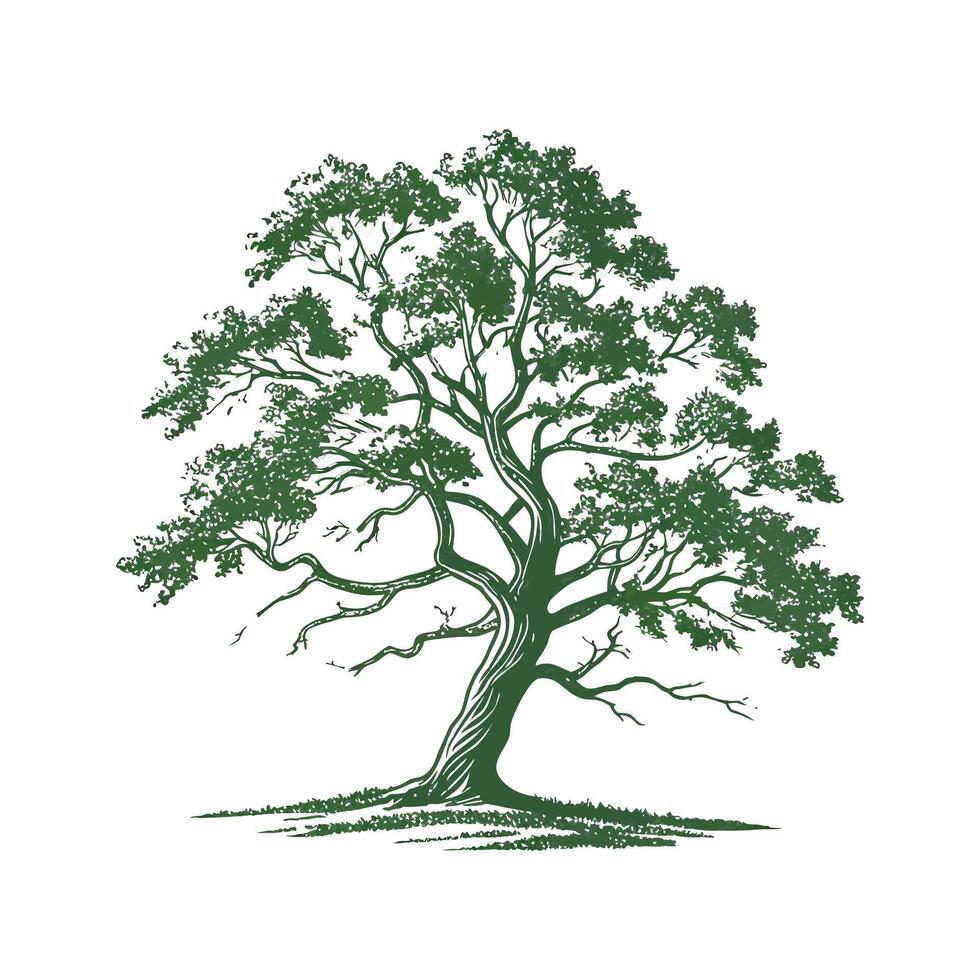 Quercus Oak Tree on White Background vector