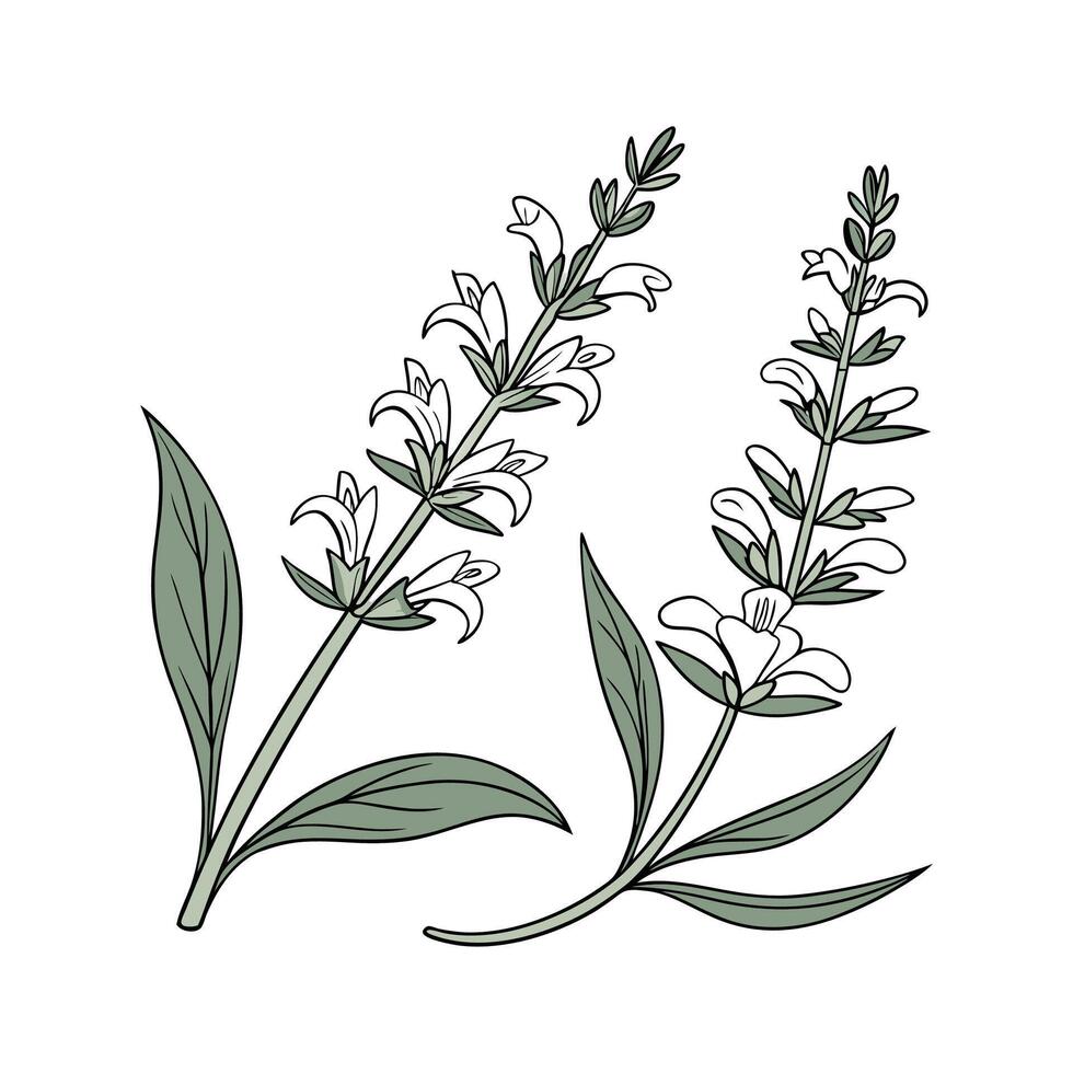 White Sage Herb on White Background vector
