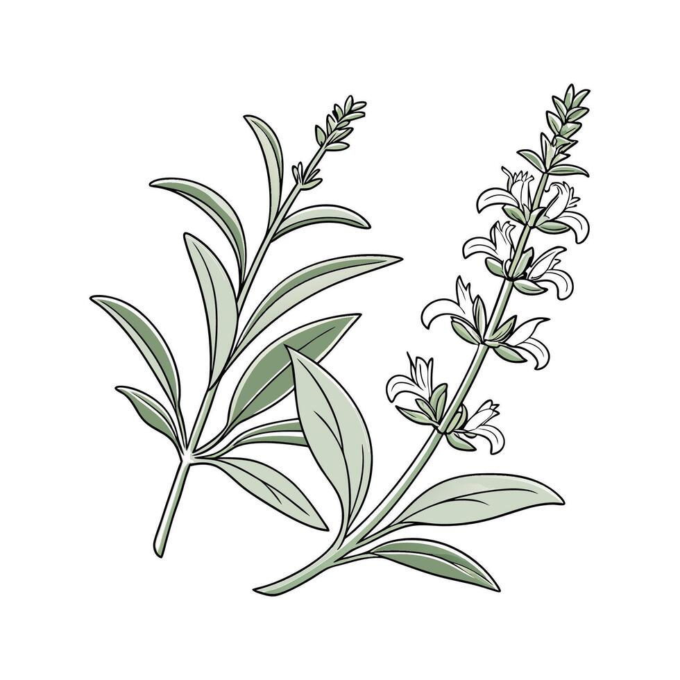 Salvia Apiana on White Background vector