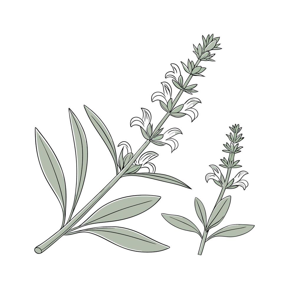 Salvia Apiana White Sage on White Background vector