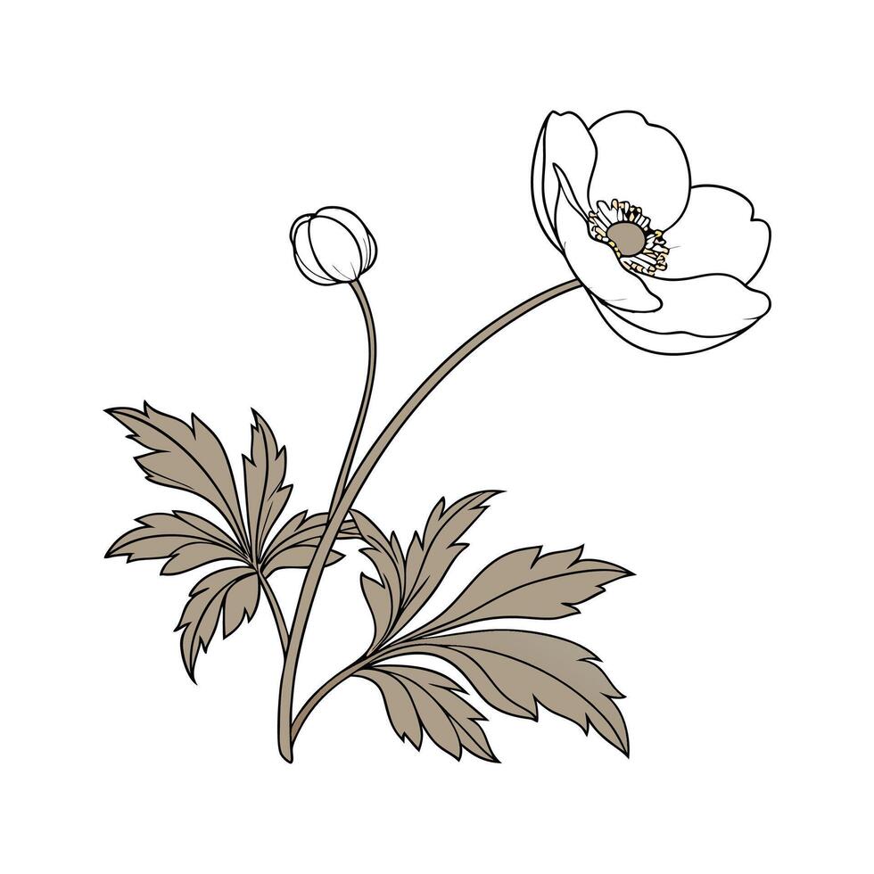 Windflower Anemone on White Background vector