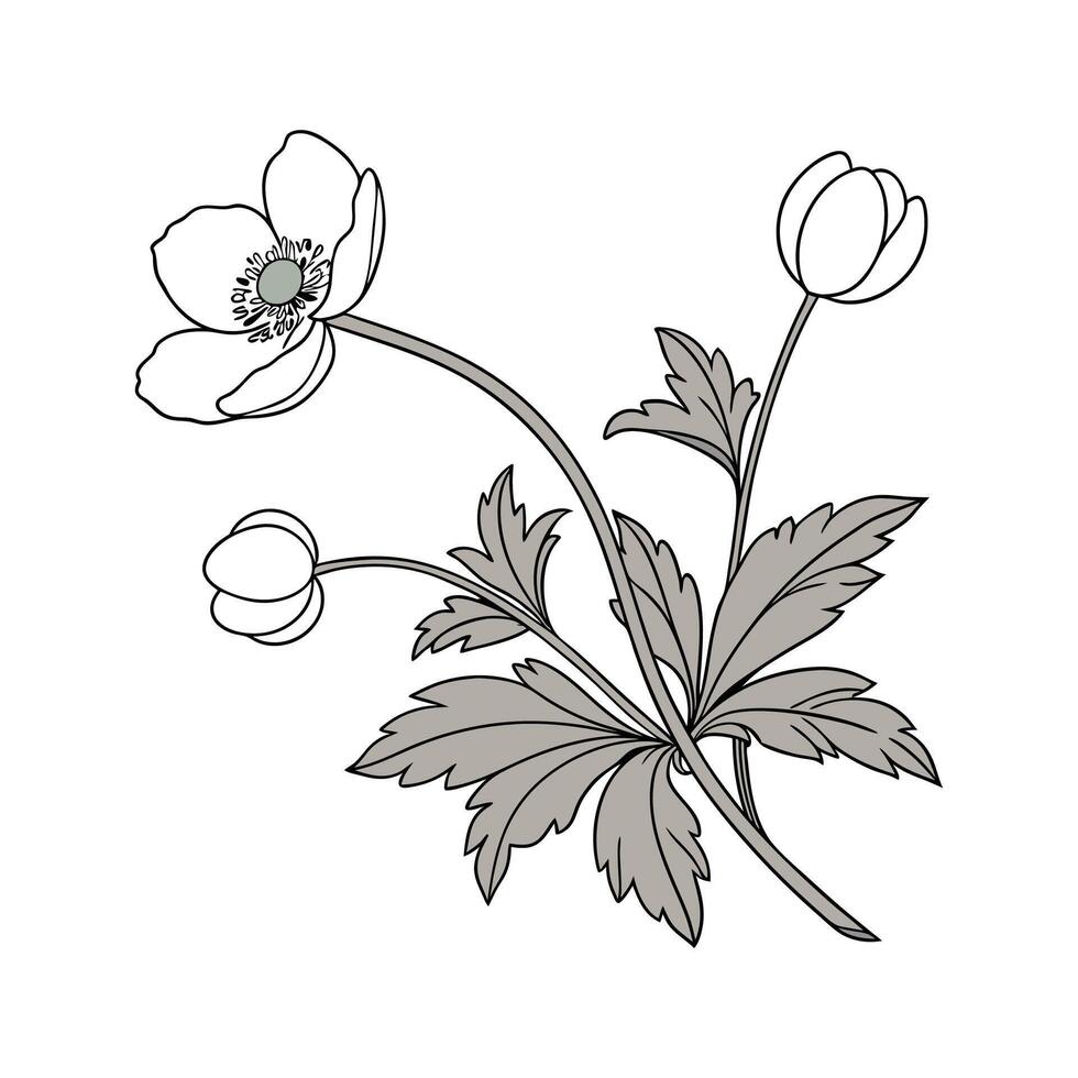 Anemone on White Background vector