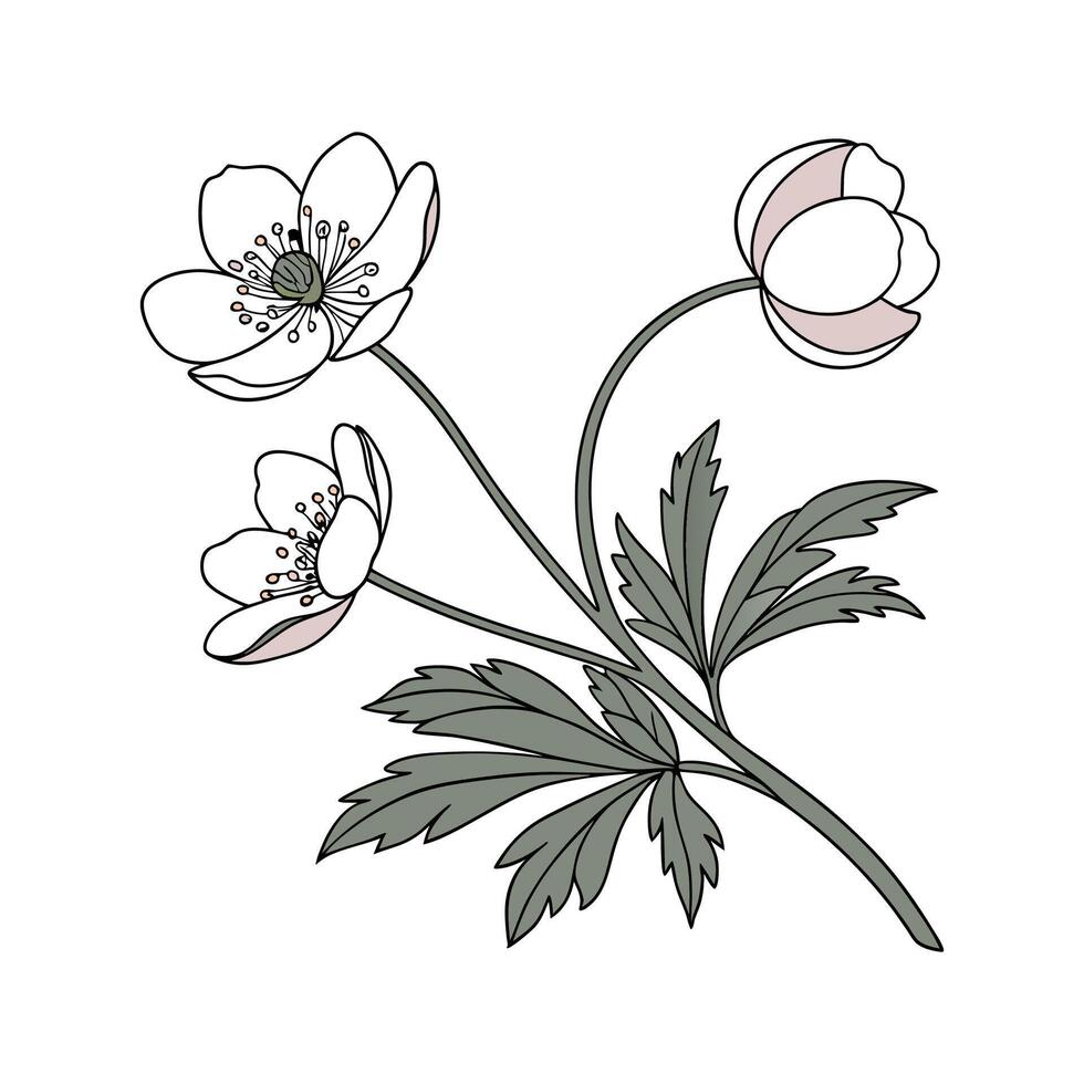 Windflower Displayed on White Background vector