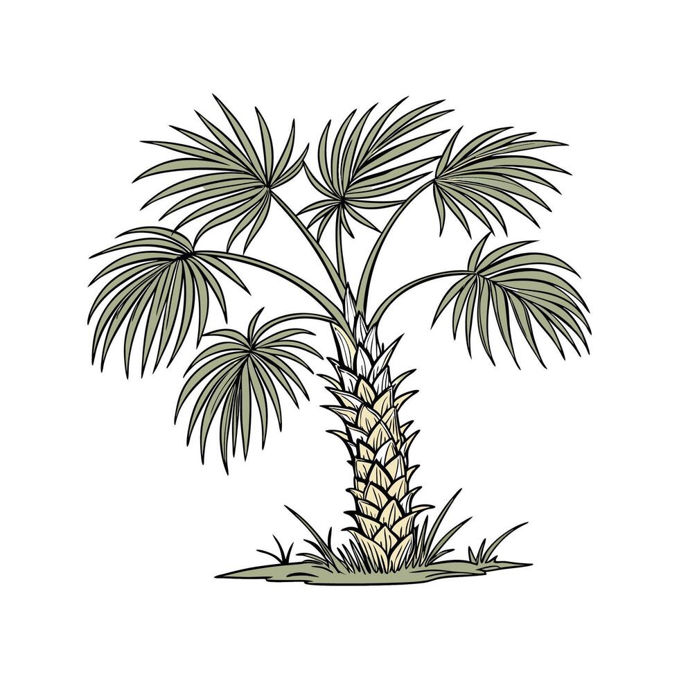 Windmill Palm Displayed on White Background vector