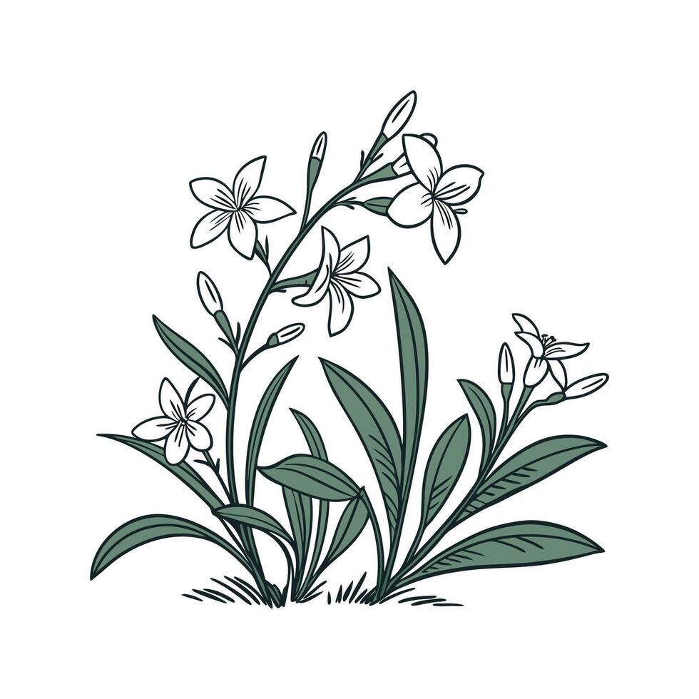 Winter Jasmine on White Background vector