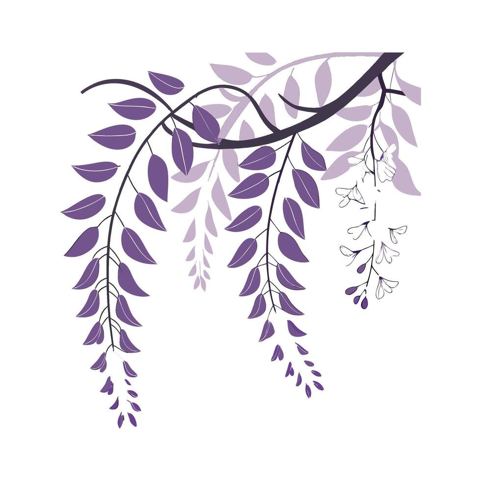 Wisteria Flower on White Background vector