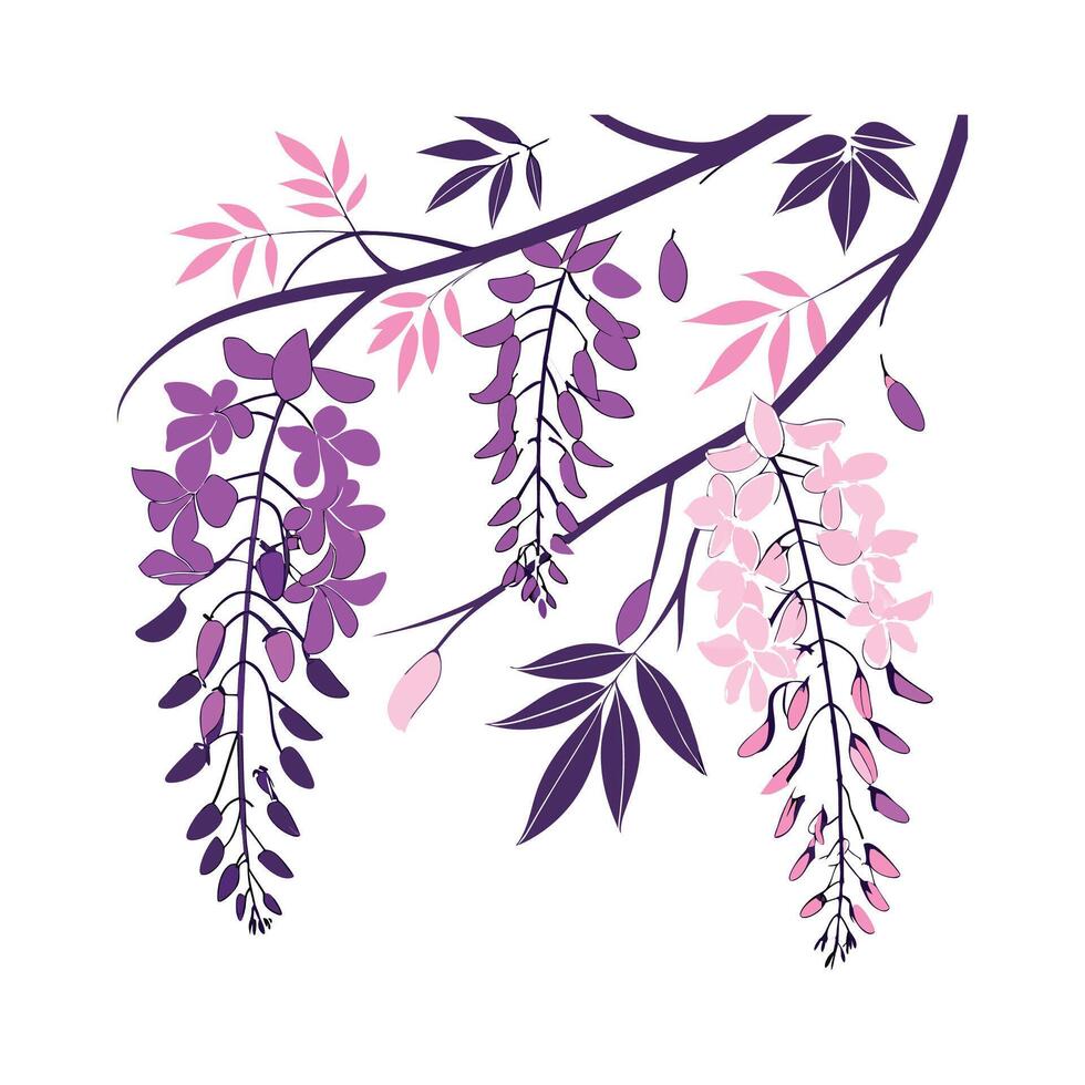 Wisteria Displayed on White Background vector